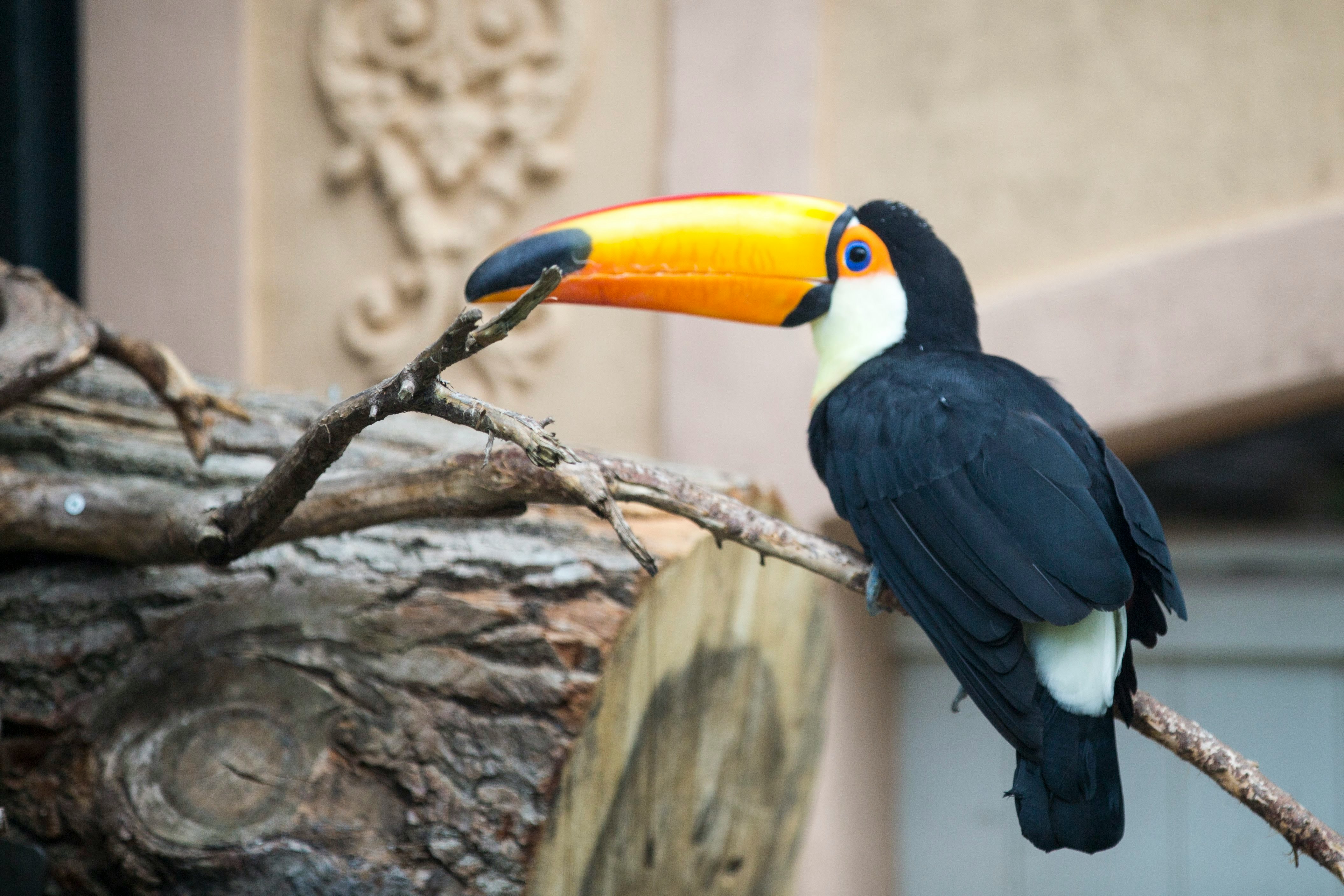 close-up photography of toucan